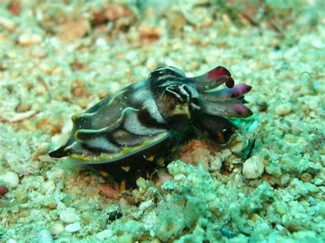 Cuttlefish Umber Ertrab