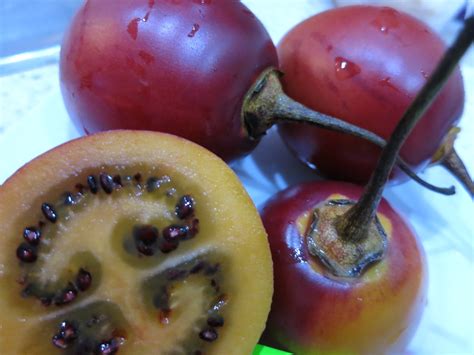 Tamarillo Pomidor Drzewiasty Wieloletni Oficjalne