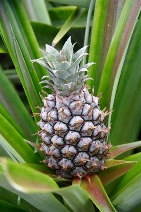 Baby Pineapple Picture. Image: 2082585