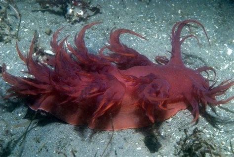 35 Exquisitely Stunning And Unique Sea Slugs Images That Will Mesmerize