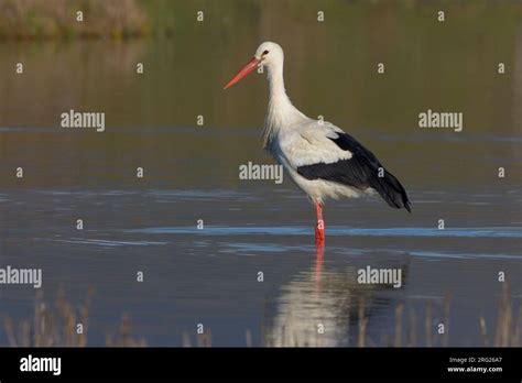 White Stork Ooievaar Stock Photo Alamy