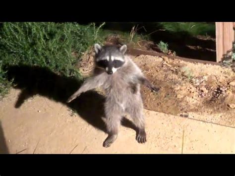 Raccoon Meme Excellent