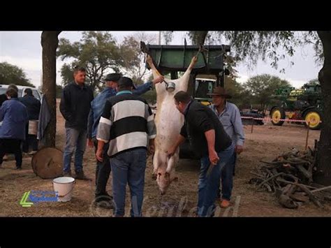 El Chaco Avanza Hist Rica Y Tradicional Faena De Cerdo En Neuland