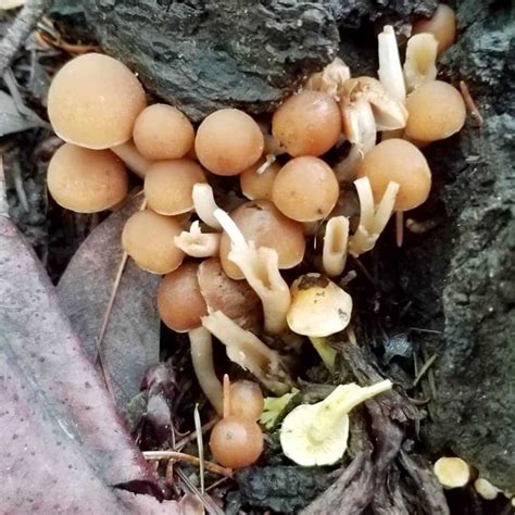 Опенок серно желтый Hypholoma fasciculare фото и описание гриба где