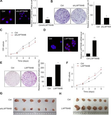 Laptm4b Enhances Hcc Growth In Vitro And In Vivo A Construction Of