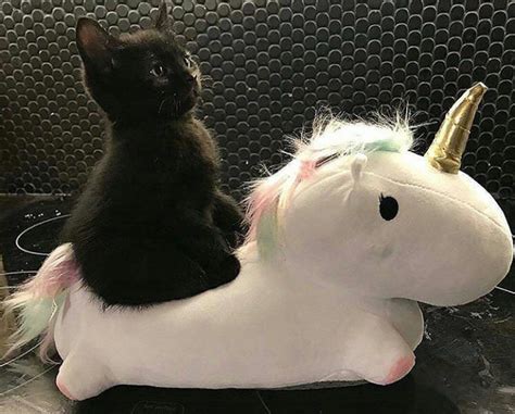 Majestic Kitten Riding A Unicorn R Aww