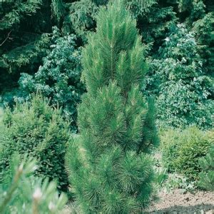 Pinus Nigra Pyramidalis