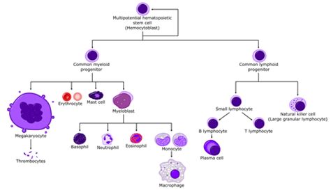 Lymphoid Neoplasms 2 Dr Wang 2024 E3 Flashcards Quizlet