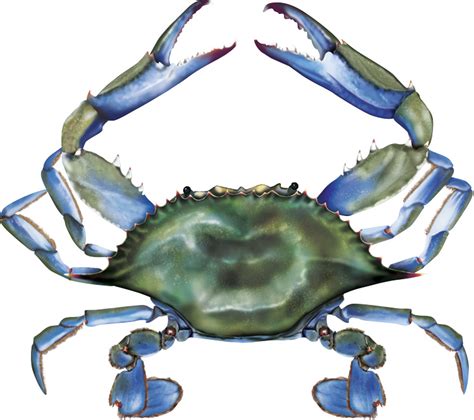 Blue Crab Clipart Look At Clip Art Images Clipartlook Hot Sex Picture