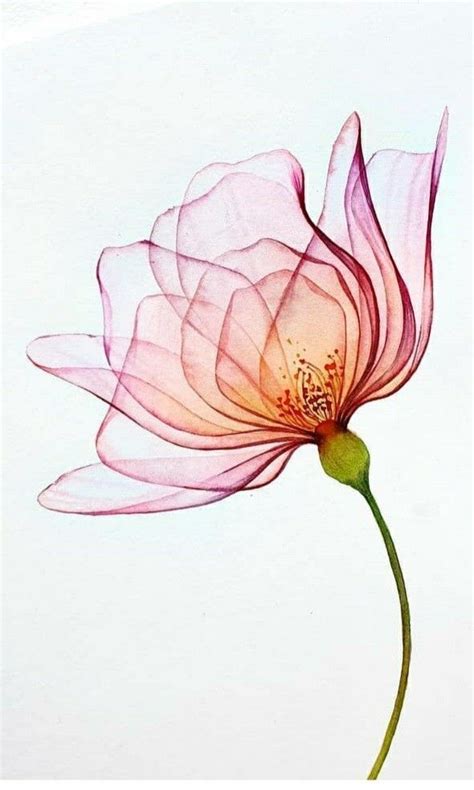 Pin By Cinthia Duim On Wallpapers Watercolor Flower Art Flower Art