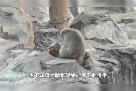 母猴试图杀死小猴子，可怜的小猴子还跟着猴妈妈不放手！妈妈