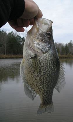 Photos | reelfoot-fishg-guide