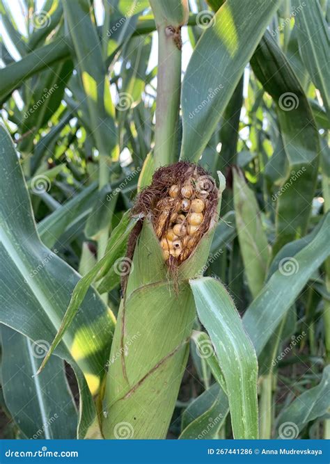 Mature Corn Cob Growing On A Stalk Close Up In A Corn Field Stock