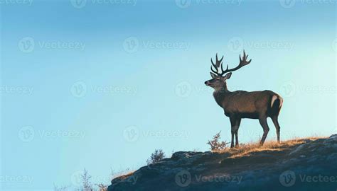 Majestic Stag Standing In Tranquil Winter Landscape Backlit By Sunset