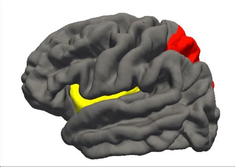 Cortical Thickness Regions Showing Significant Associations With