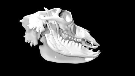 Alpaca Skull 3d Model Low Poly Ar 3d Model Team 3d Yard