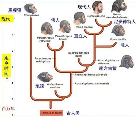 6500萬年前恐龍滅絕了人類歷史不過百萬年空白期發生了什麼 每日頭條