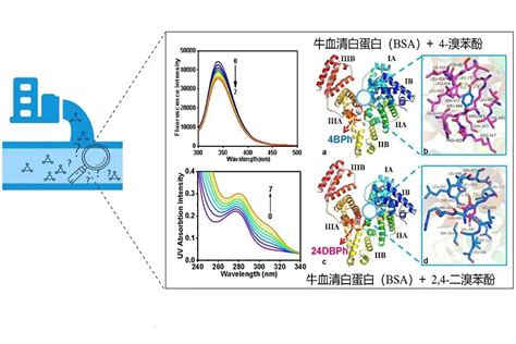 深圳大学张振轩副研究员等 溴代苯酚与牛血清白蛋白的相互作用研究 全国化学试剂信息中心 化学试剂期刊