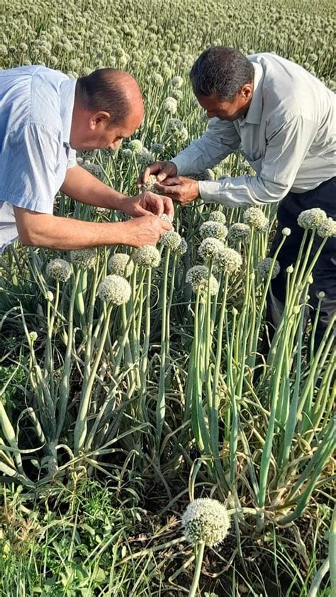 الزراعة المركزية لفحص واعتماد التقاوى تتابع حقول تقاوى المحاصيل