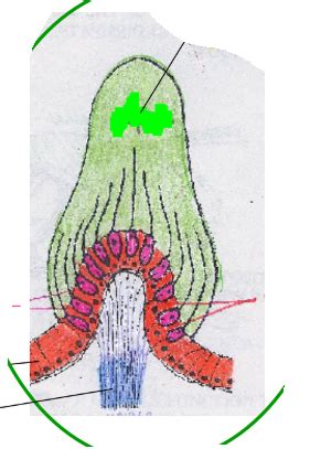 Crista Ampullaris Diagram Quizlet