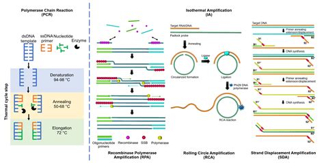 Biosensors Free Full Text Isothermal Amplification Technology For