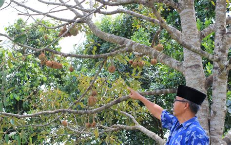 Pohon Durian