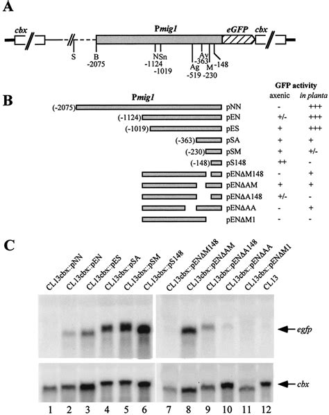 Mig Promoter Deletion Analysis A Genomic Arrangement Of Plasmids