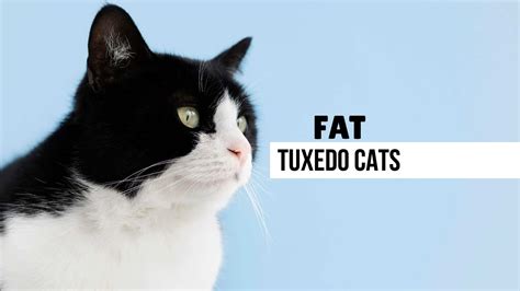 What's The Story Behind The Fat Tuxedo Cats?