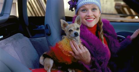 Legally Blondes Chihuahua Bruiser Woods Aka Moonie Has Died Aged 18 Metro News