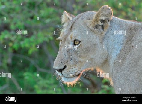 Lioness Kruger National Park South Africa Is A Prime Location For