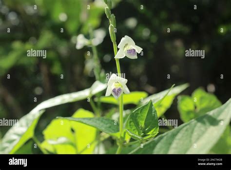 Best Nature Pics Stock Photo Alamy