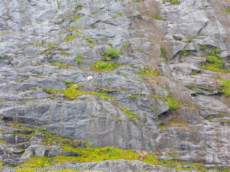 Mountain Goats Kenai Fjords National Park Alaska Photos By Ron