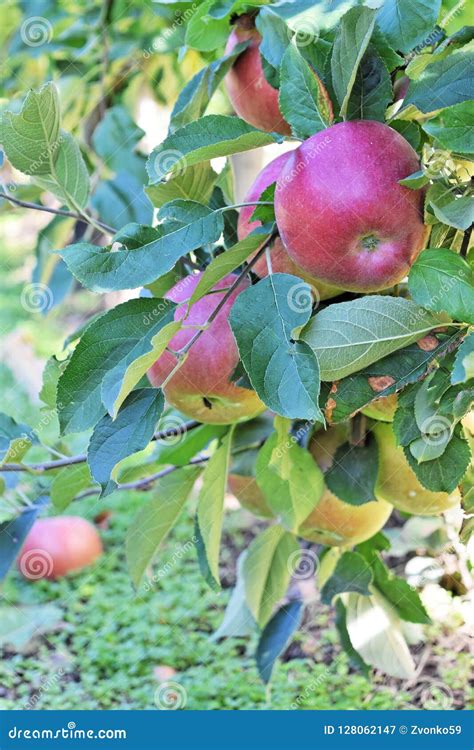 Braeburn And Idared Apple Orchard In Autumn Stock Image Image Of