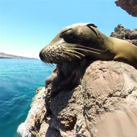 Tours A Isla Espíritu Santo Buceo Scuba Tiburón Ballena Cantamar