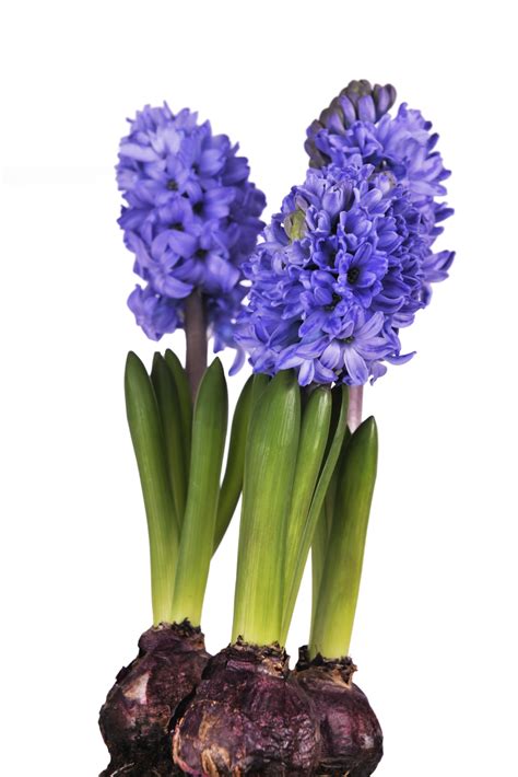 Growing Hyacinth Flowers Growing Guides Daltons