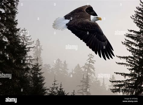 Bald Eagle Soars Through Mist In The Tongass National Forest Southeast