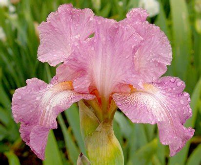 Karen Maddock Tall Bearded Iris Nola S Iris Gardens