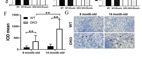 Expression Analysis Of Spleen Tissue And Spleen Lymphocytes A Heat Download Scientific