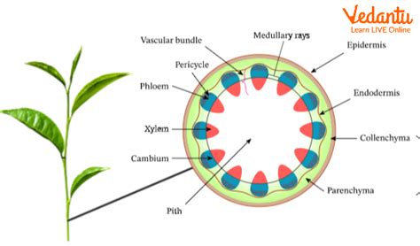 Underground Stem Modifications Types Parts And Faqs