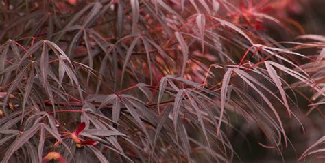 Japanese Maple Varieties Tree Facts And Info Summerwinds