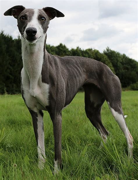 Whippet Dog Breed | Trending Breeds