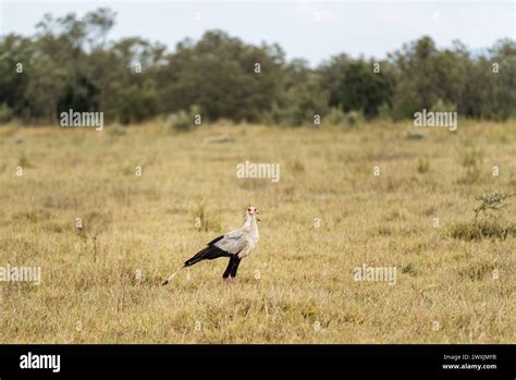 Secretary Bird Sagittarius Serpentarius In Amboseli Stock Photo Alamy