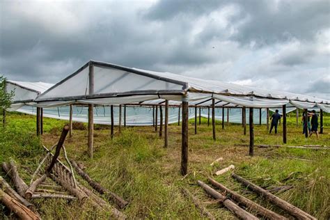 Construyen invernáculos para 30 pequeños productores Diario El