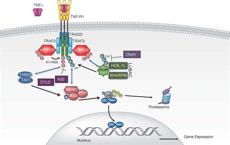 Tumor Necrosis Factor Tnf Concise Medical Knowledge Off