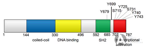 statb signal transducer  activator  transcription