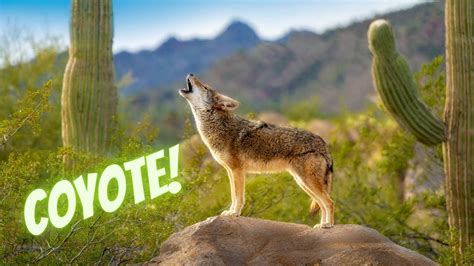 Coyote Sounds And Vocalizations Youtube