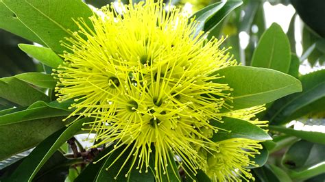 綠化香港運動 綠化知多少 香港觀賞植物照片廊 灌木