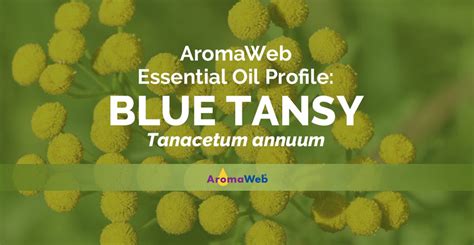 Blue Tansy Essential Oil: Benefits, Uses & Insights