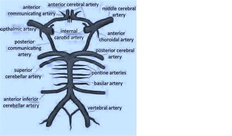 Fetal Circulation Pca Image To U