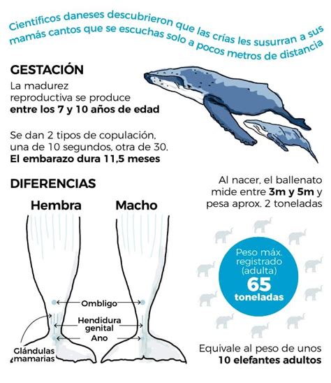 Las ballenas jorobadas y su migración una guía infográfica de una